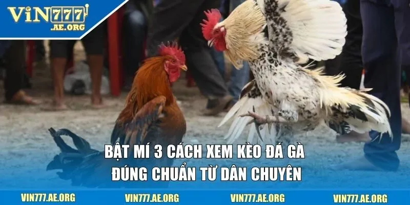 cách xem kèo đá gà