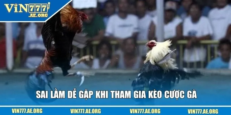 Sai lầm dễ gặp khi tham gia kèo cược gà
