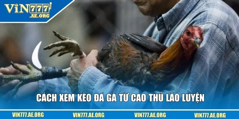 Cách xem kèo đá gà từ cao thủ lão luyện