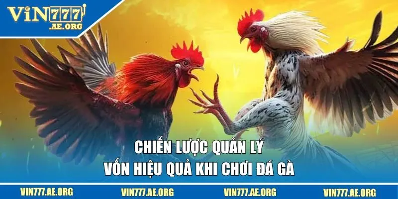 Chiến lược thực hiện quản lý vốn hiệu quả khi chơi đá gà