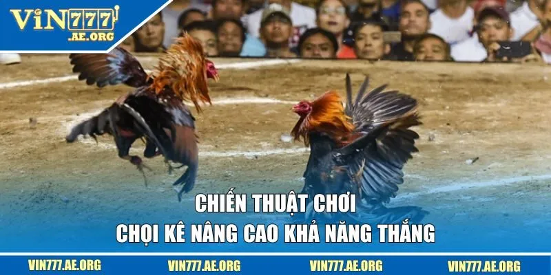 Chiến thuật chơi chọi kê nâng cao khả năng thắng