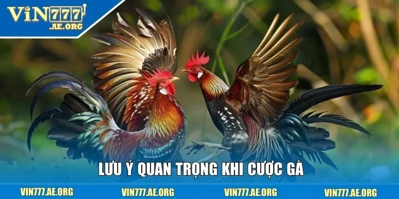 Lưu ý quan trọng khi cược gà