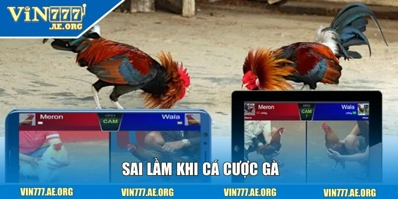 Sai lầm khi cá cược gà