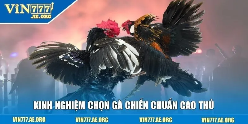 Lưu ngay những kinh nghiệm chọn gà chiến chuẩn