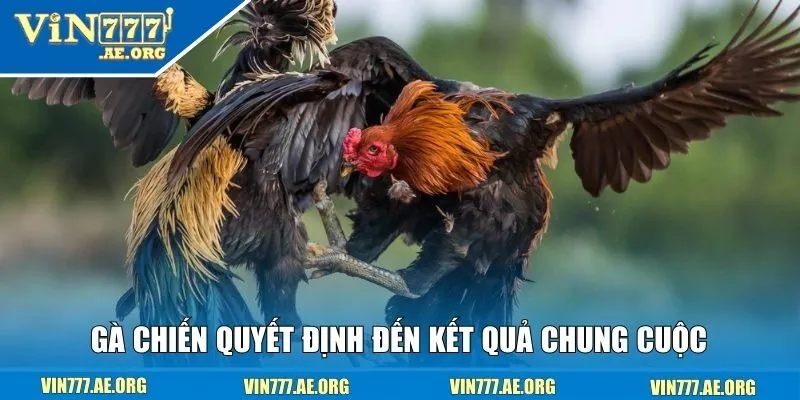 Gà chiến quyết định đến kết quả chung cuộc 