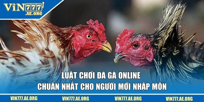 luật chơi đá gà online