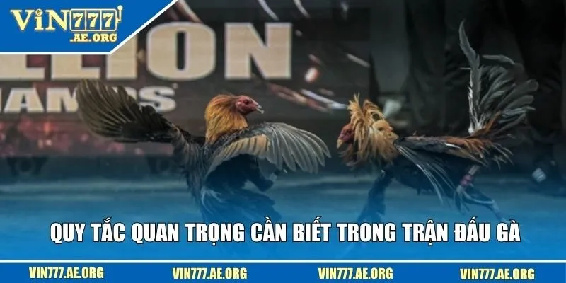Quy tắc quan trọng cần biết trong trận đấu gà
