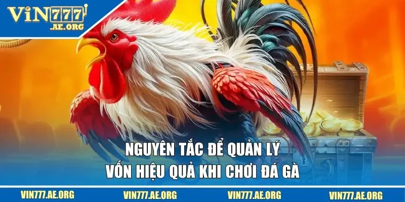 Nguyên tắc để quản lý vốn hiệu quả khi chơi đá gà