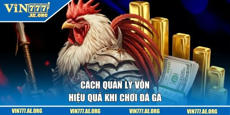 Quản lý vốn hiệu quả khi chơi đá gà