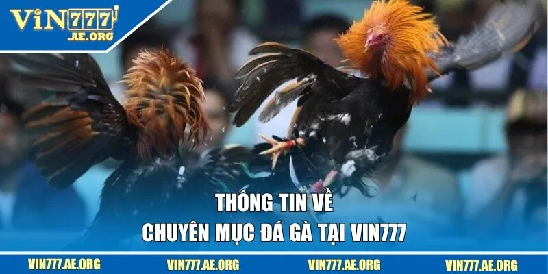 Thông tin về chuyên mục đá gà tại VIN777