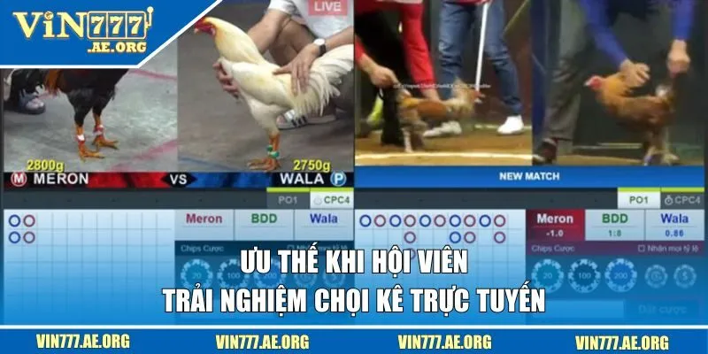 Ưu thế khi trải nghiệm chọi kê trực tuyến